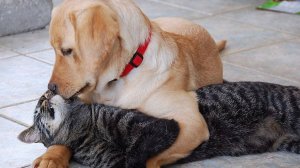 Кошачий заговор против собачьей радости😼