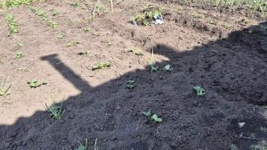 ОЛЕГ ДЕЛАЕТ летний выгул/ я провожу время в огороде/ первый раз копч