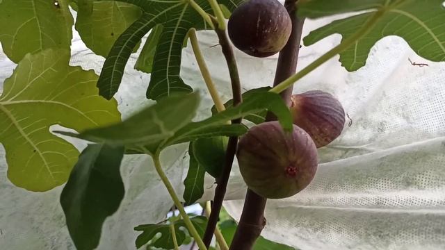 Инжир Violette de Sollies (VdS) в открытом грунте Беларуси смотреть онлайн