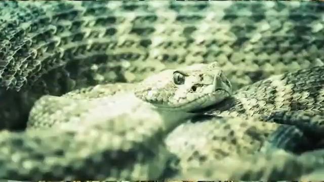 Гремучая змея #гремучая змея смотреть онлайн