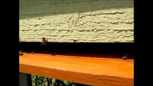 Работа пчелы на широком летке