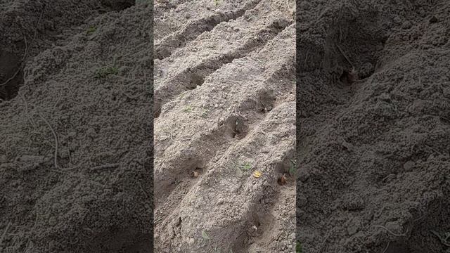СЕВООБОРОТ в нашем Огороде, Для чего он, зачем и почему