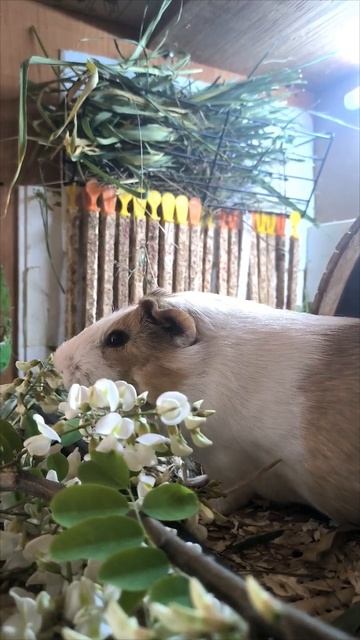 Белой акации гроздЯ душистаЯ; Ест и толстеет попа пуши смотреть онлайн