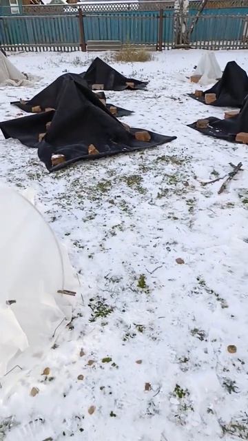 3 ноября 2024 года . розы и гортензии укрыты. Зима смотреть онлайн