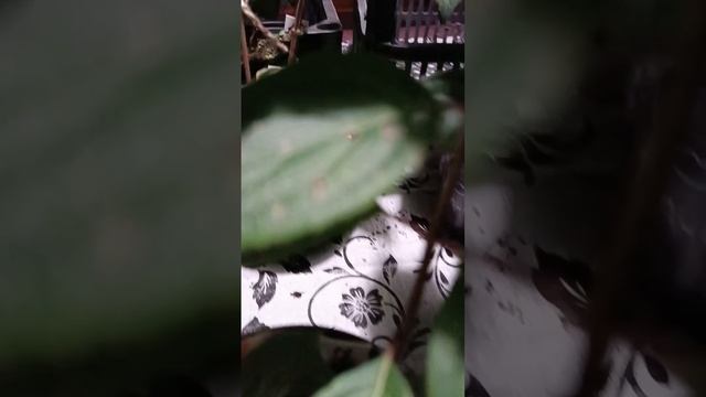 Продажа гортензий - набор из 6 штук в литровых контейне смотреть онлайн