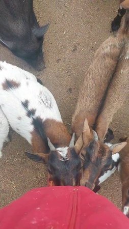 Дети 🐐 камерунские козочки