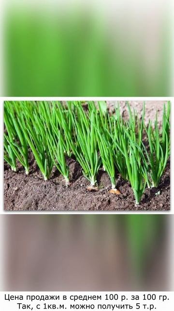 Выгонка лука на перо как бизнес #бизнес #бизнес-идея #д? смотреть онлайн
