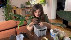 Перевожу все АЛОКАЗИИ В ЛЕЧУЗУ | пересадка | ПОСЛЕДНИЙ