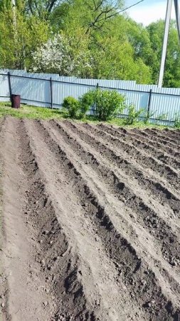 Посадили картошку🥔, пол дела сделали, 😇 теперь дело за томатами🍅, перцем🌶, капустой🥦 и т.д.🍆🥕