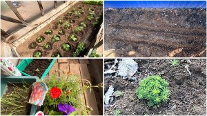 11 мая. На даче. Высадила перцы, кукурузу, хосты. Гортензия начала просыпаться. Виноград отходит