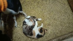 Кошка родила.