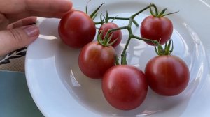 ШОКОЛАДНЫЙ ДЕСЕРТ // обзор томата // РАННЕСПЕЛЫЙ, ДЛИТЕ?