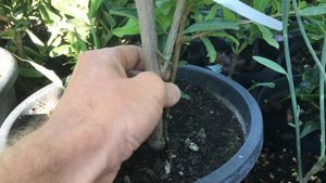 Выращивание граната в горшках. 31.07.2024 г.