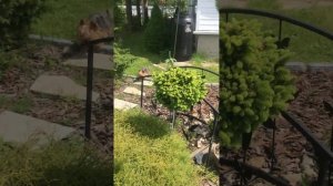 Ель обыкновенная Медуза/ Picea abies Medusa