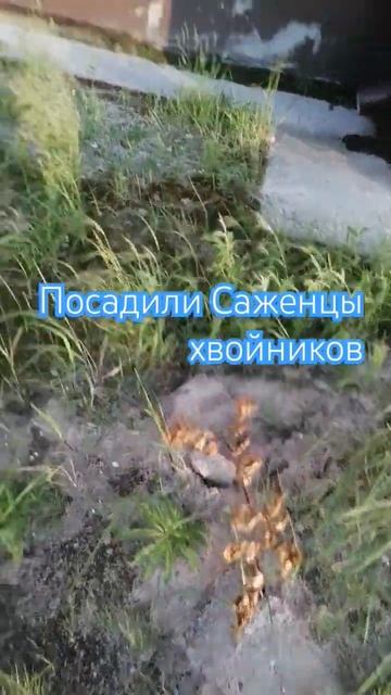 Коротчаево Новый Уренгой #крайнийсевер #лето #погода #? смотреть онлайн