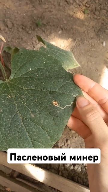 Пасленовый минер. #урожайный_огород #рассада #огурцы#о? смотреть онлайн