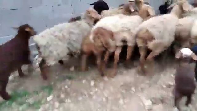 15 баш бооз ж,а 26 баш козулуу койлор са-т+996700825894 смотреть онлайн