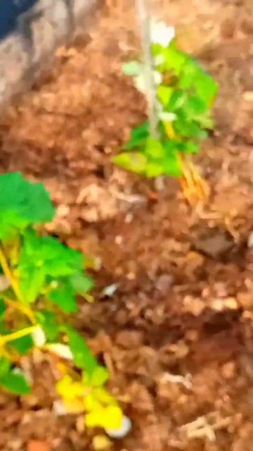 Покров.Поспела жёлтая малина.Октябрь. смотреть онлайн