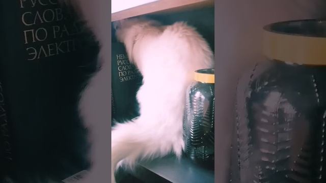 Если и есть в кошках какая-то тайна, то только одна: поч