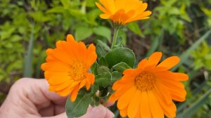 Первая прогулка