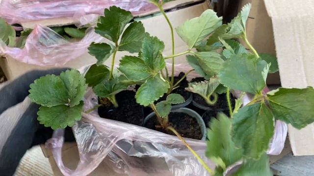 2🔥Серьёзная закупка новых сортов🍓Клубники//Купить с