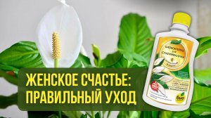 Женское счастье: как ухаживать за спатифиллумом