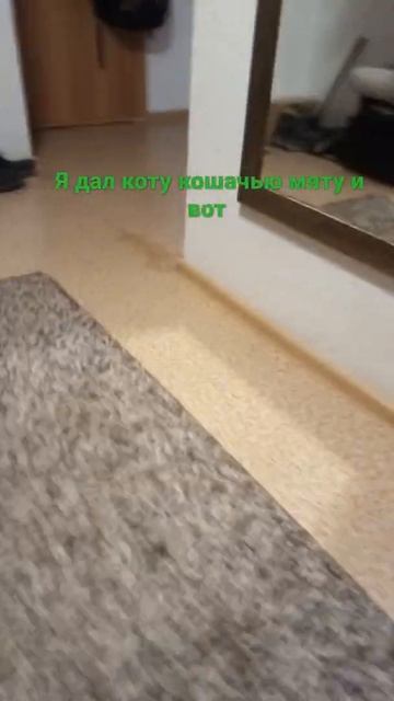 дал коту кошячью мяту смотреть онлайн