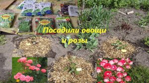 Посадили овощи, розы Вайкики и Шоне Каблицерин в Западной Сибири. А не рано ли?