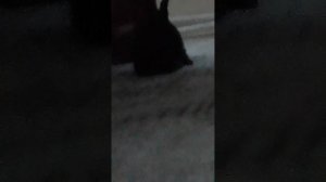 Кролик дома 3 часть