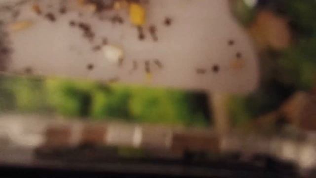 Что будет если муравьям дать вареное яйцо? Что выбират смотреть онлайн