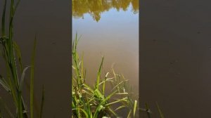 можно ли купаться в сельском пруду