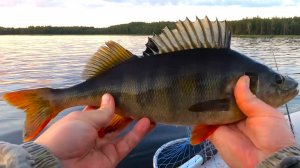 Рыбалка в Карелии. Щука, хариус, трофейный окунь. (июль 2024)