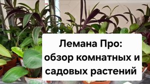 Лемана Про: обзор комнатных и садовых растений