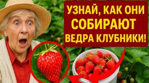 ТОП-10 Секретов Подкормки Клубники: Как Получить Мега Урожай!