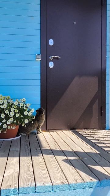 Шалабосс, очередная попытка #кот#огород#кошарик#лето#к смотреть онлайн