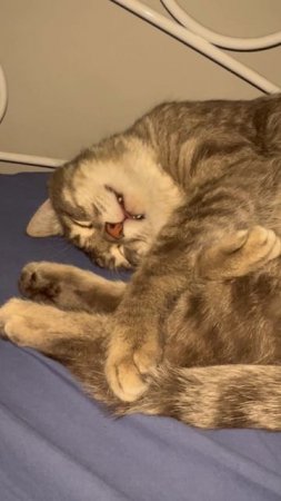 Коте что-то снится 🐱