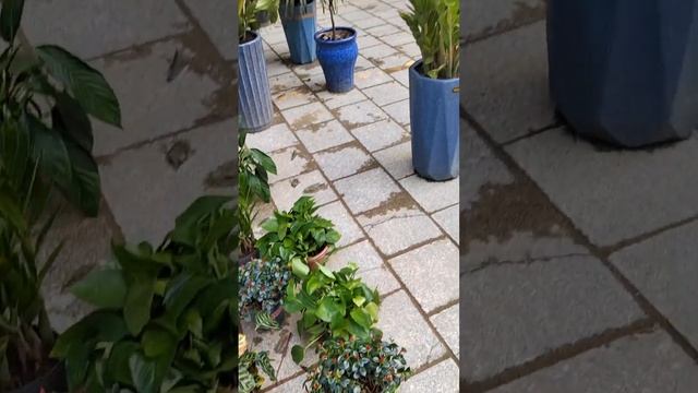 Китай. Жаохе.. всякая всячина😁. цветы, мопеды, нефрит, ? смотреть онлайн