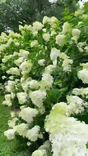 Сколько кустов гортензии #limelight в этом саду?150 ?!#hortensia #hy смотреть онлайн