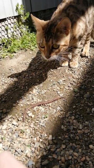 Дрожь земли 7. Монстры атакуют! смотреть онлайн