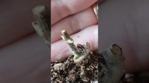 Спящие почки метельчатой гортензии