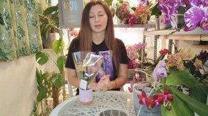 Участники Орхидиума 17-18 мая 2025г: стенд 149-152, Орхорай. Фаленопсисы видовые и гибридные