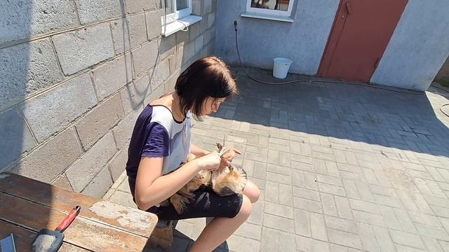 Как подстричь Йорка дома.#мариуполь #мариупольсегодня #мариупольвидео #йорки
