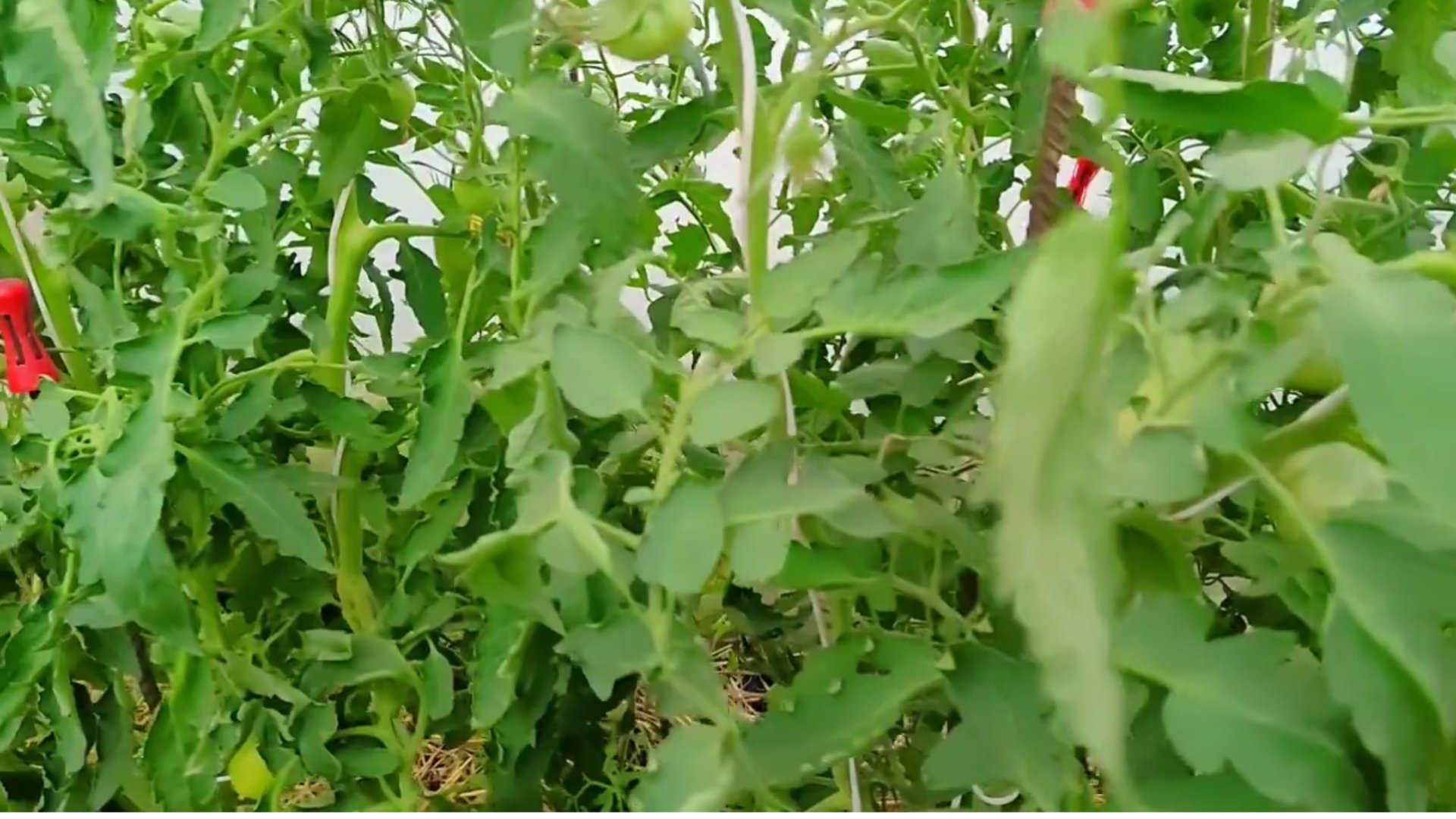 Вершинной гнили НЕ будет, ЕСЛИ ... Вершинная Гниль на Томатах. КАК избавиться от Вершинной Гнили смотреть онлайн