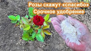 Розы завалят бурным цветением. Внесите в Июне это под куст. Помогаем кустам роз.