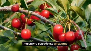 Диабет. Фрукты, контролирующие диабет