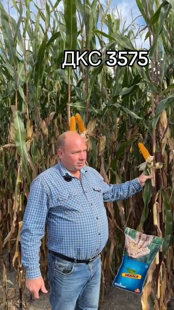 Гибрид кукурузы ДКС 3575, ФАО 270- силосного направления #? смотреть онлайн