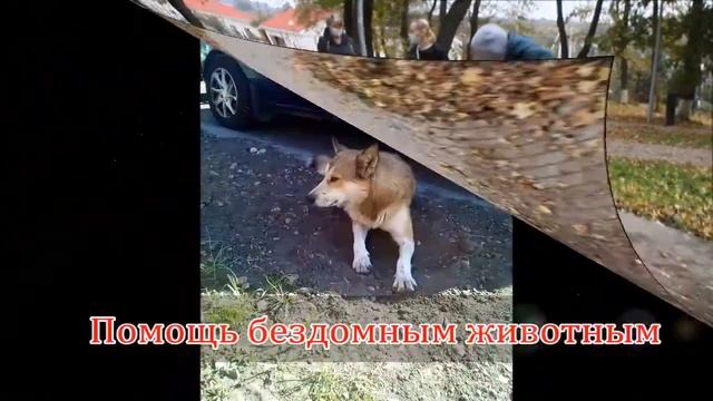 акция Доброе сердце разделит боль смотреть онлайн