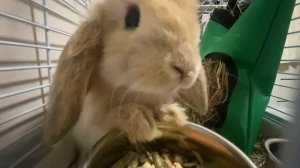 Зайчик# КрОлИк# ПушИсТИк#пИп🐰🐇#ЕвА#