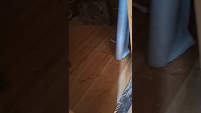 1000023483.mp4 (Собака смотрит на каркас для э/кабелей, установленный в доме А-фрейм)