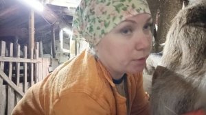 утром на хозяйстве